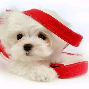 Meet your Posher, Yesica